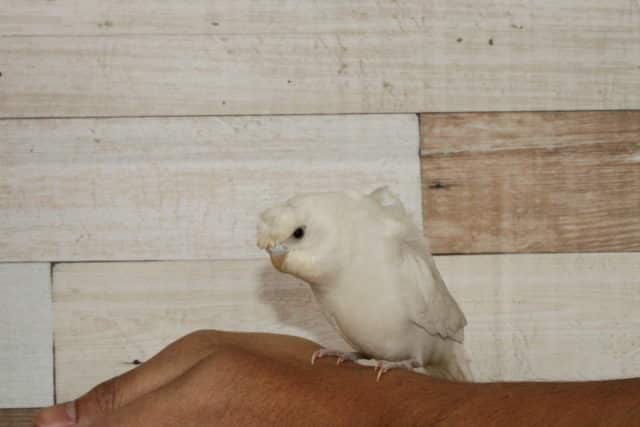 羽衣セキセイインコ