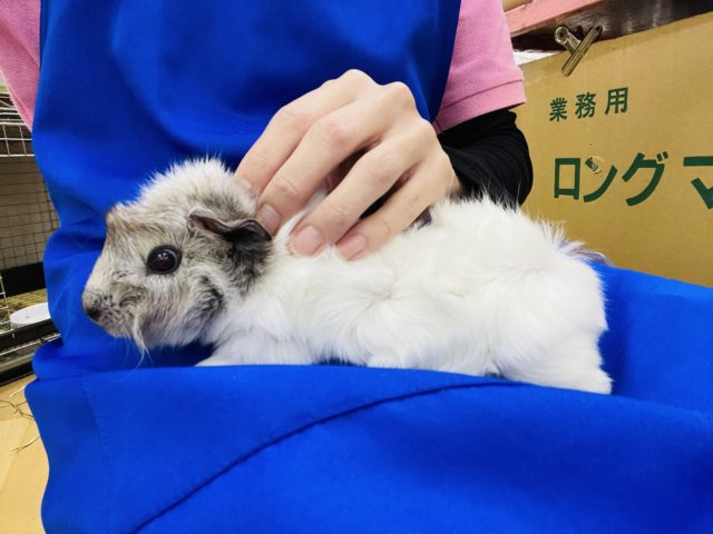 アビシニアンモルモット