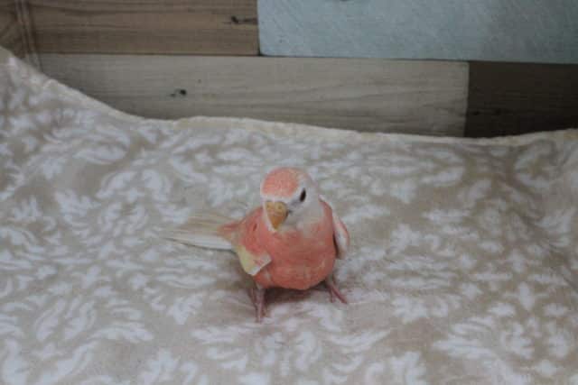 アキクサインコ（秋草インコ）