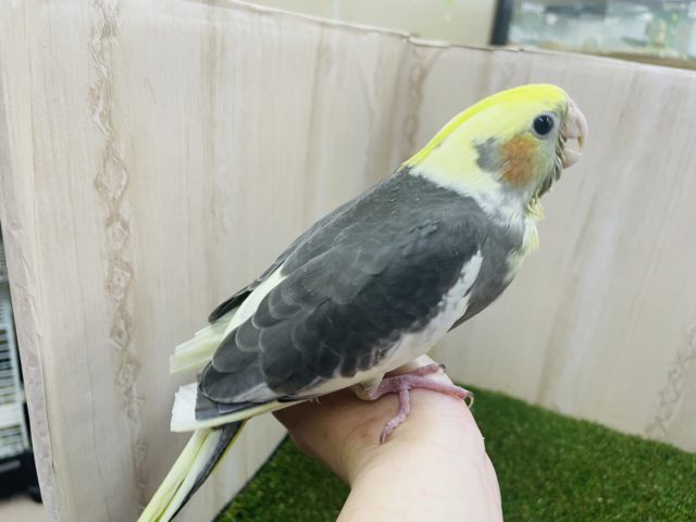 オカメインコ