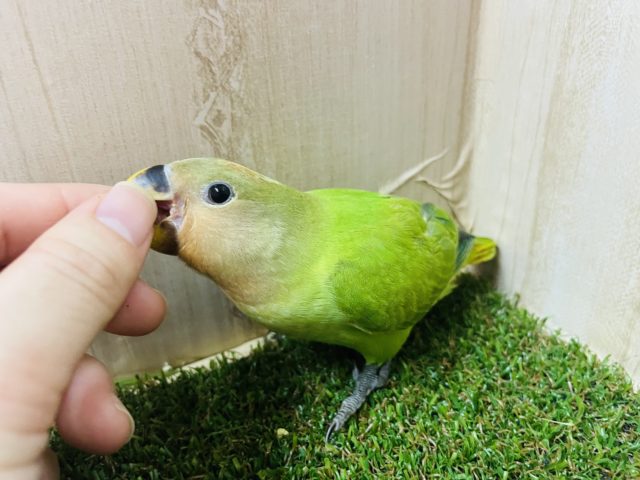 コザクラインコ（小桜インコ）