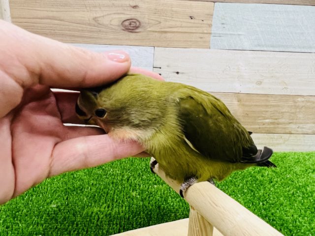 コザクラインコ（小桜インコ）