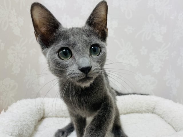 ロシアンブルー