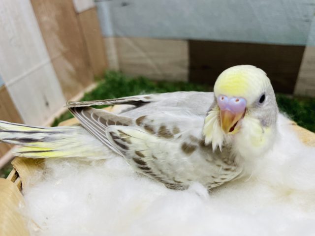 セキセイインコ