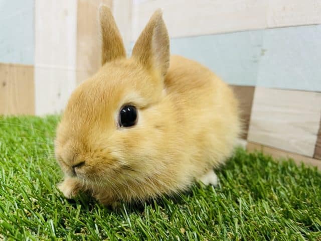 ネザーランドドワーフ