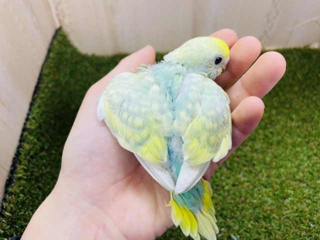 セキセイインコ