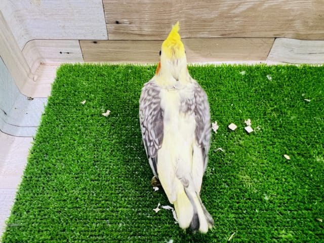 オカメインコ
