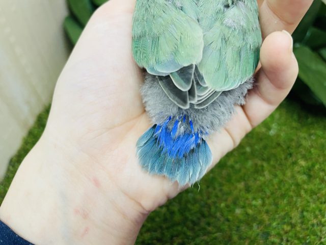 コザクラインコ（小桜インコ）