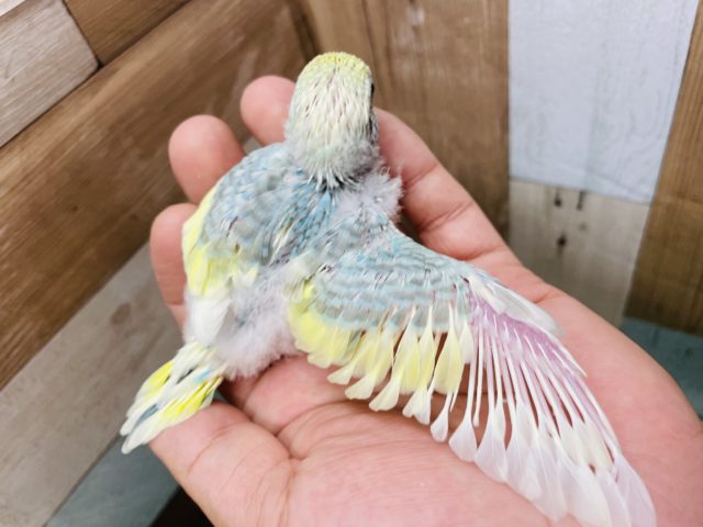 セキセイインコ