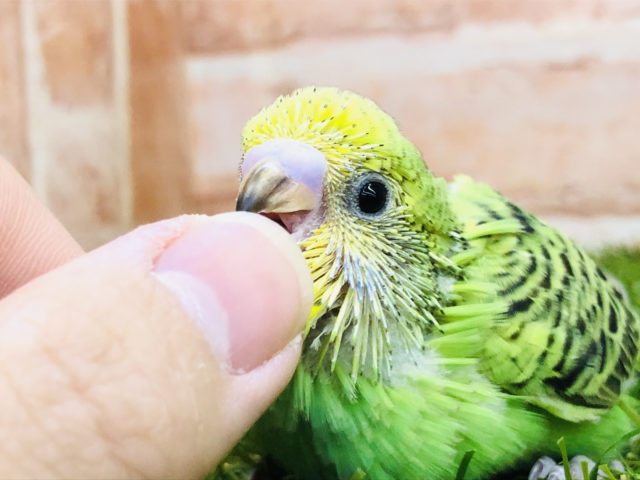 セキセイインコ