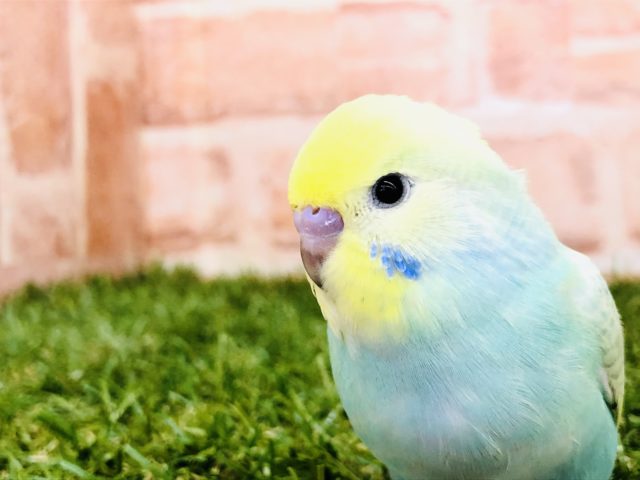 パステルレインボー