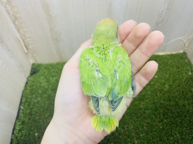 コザクラインコ（小桜インコ）