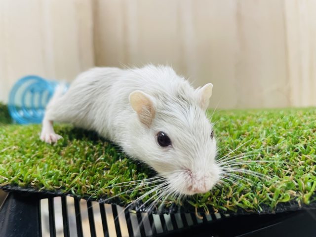 カラージャービル（スナネズミ）