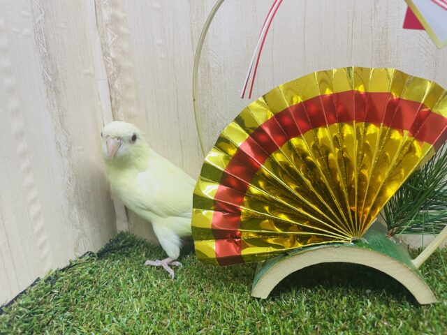 サザナミインコ