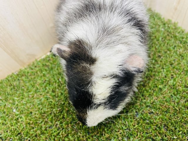 テディモルモット