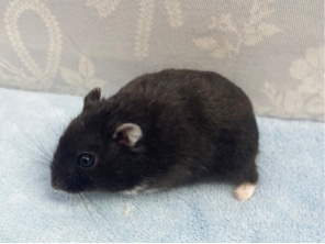 ドワーフハムスターの1種