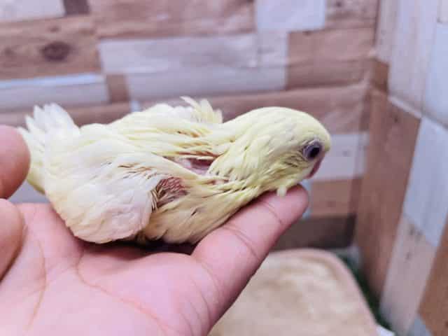 サザナミインコ
