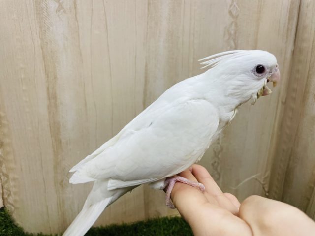 オカメインコ