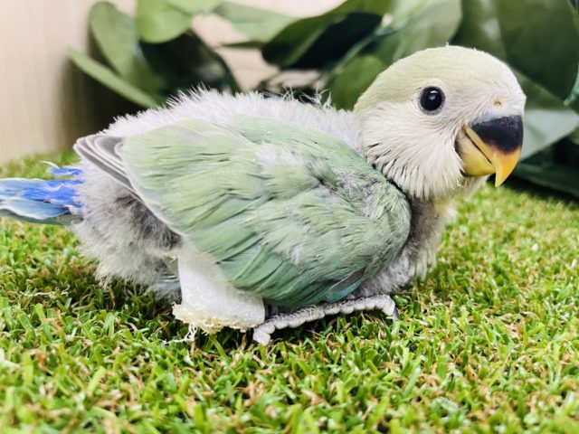 コザクラインコ（小桜インコ）
