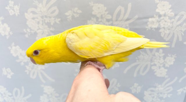 サザナミインコ