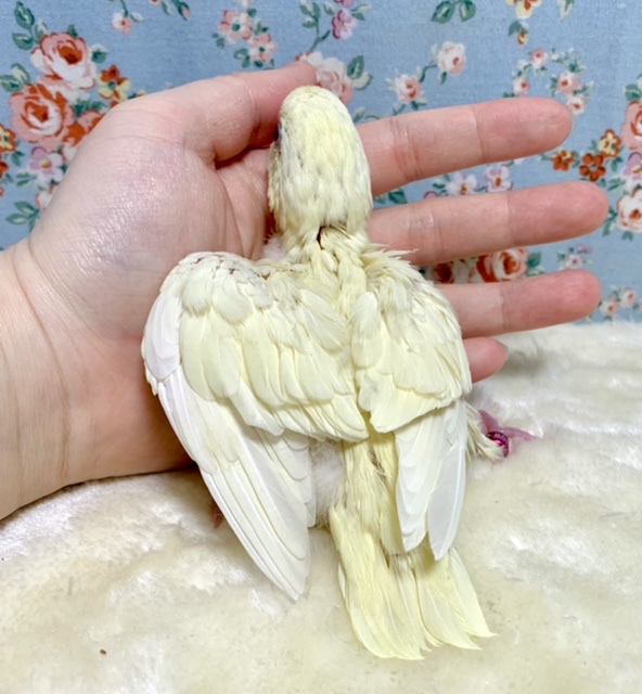 サザナミインコ