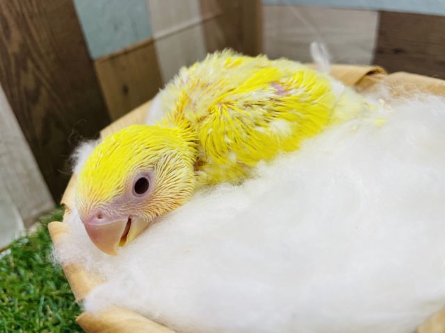 コザクラインコ（小桜インコ）