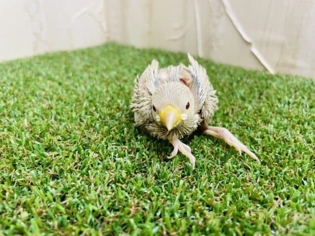 シナモン文鳥