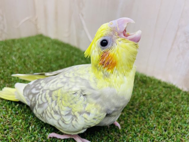 オカメインコ