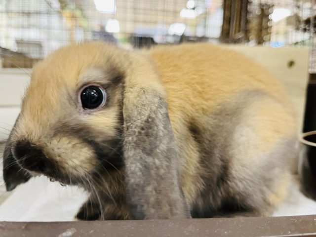 ロップイヤーラビット