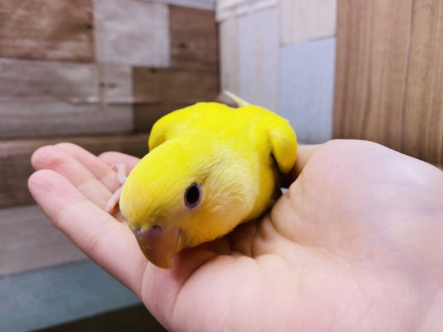コザクラインコ（小桜インコ）