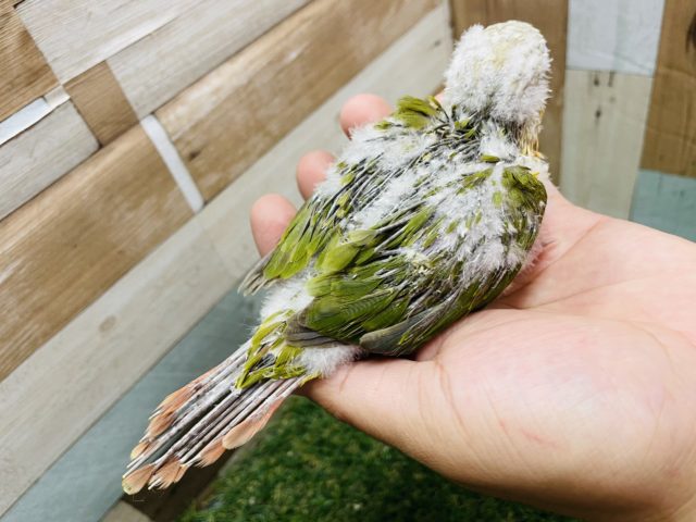 ホオミドリウロコインコ