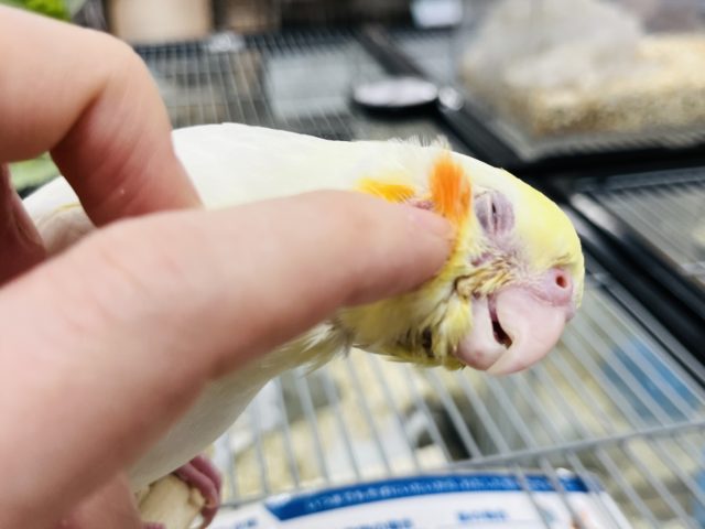 【最新画像更新!☆】ガーガー鳴くよ♫オカメインコ(ルチノー)ヒナ オカメインコ