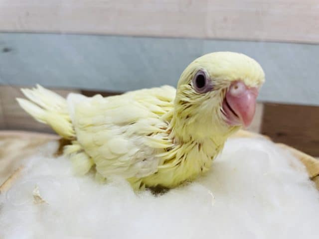 サザナミインコ