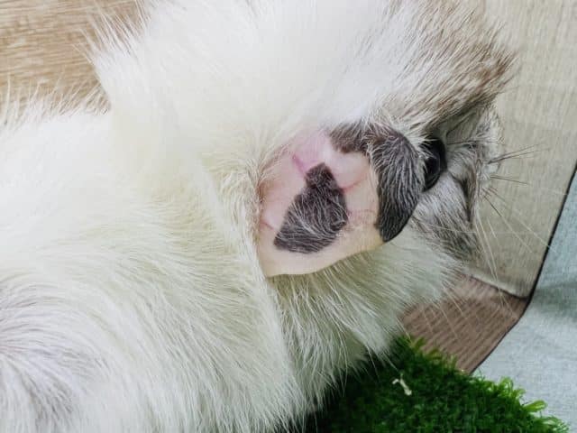 アビシニアンモルモット