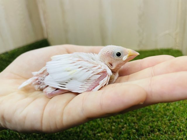 白文鳥