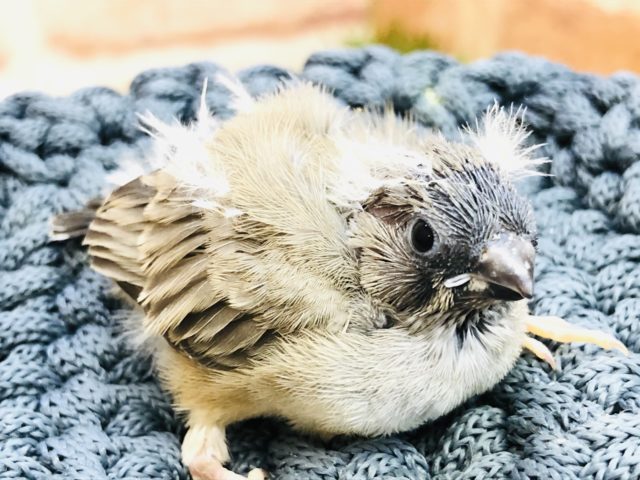 錦花鳥（キンカチョウ）