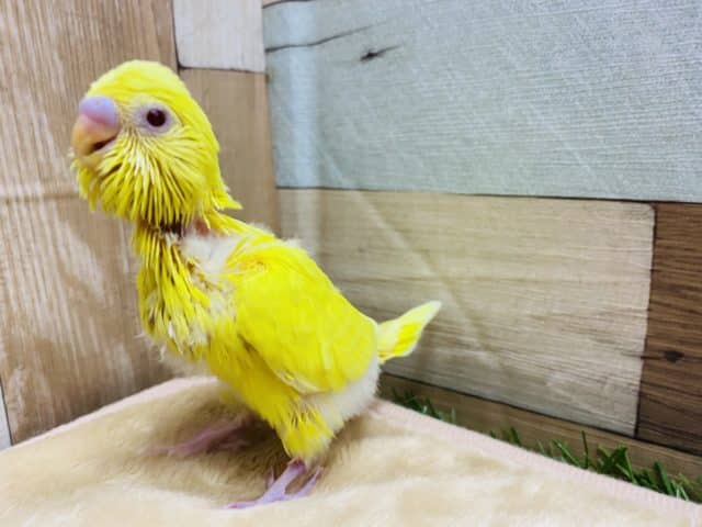 セキセイインコ