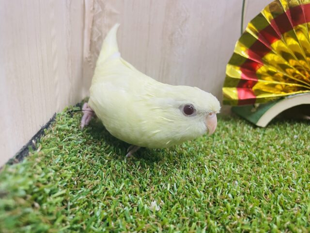サザナミインコ