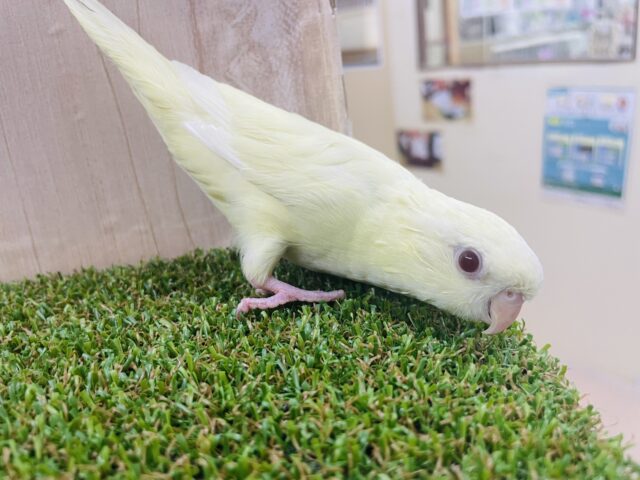 最新画像になりますよ‼️クリーミーなマイペースさん? サザナミインコ クリームルチノー サザナミインコ