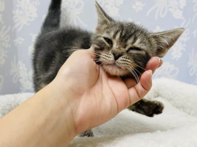 アメリカンショートヘア