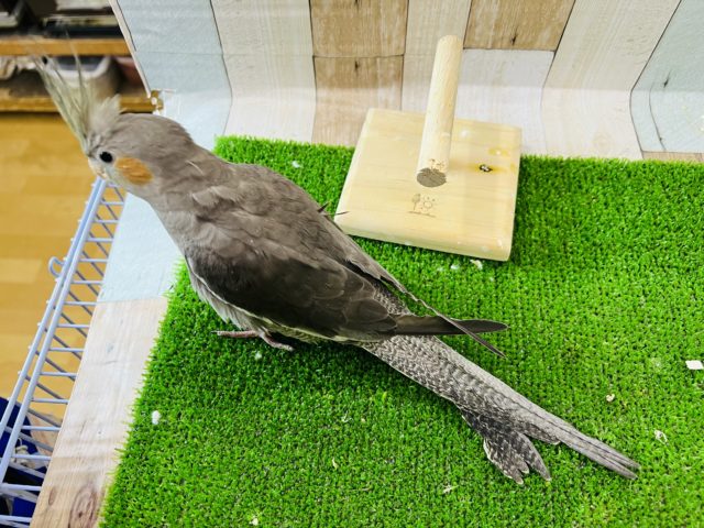 オカメインコ