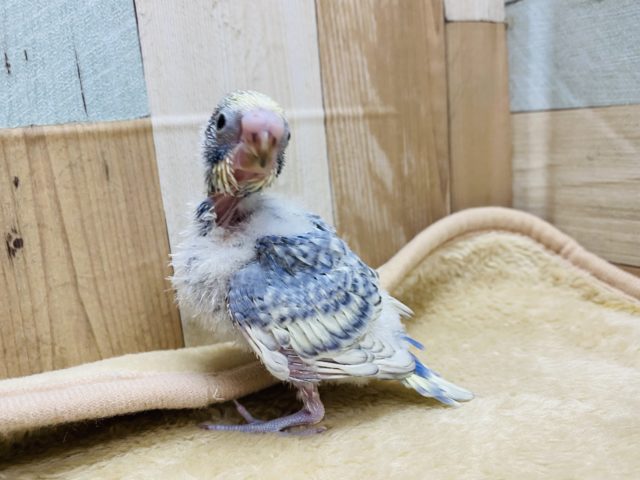 セキセイインコ