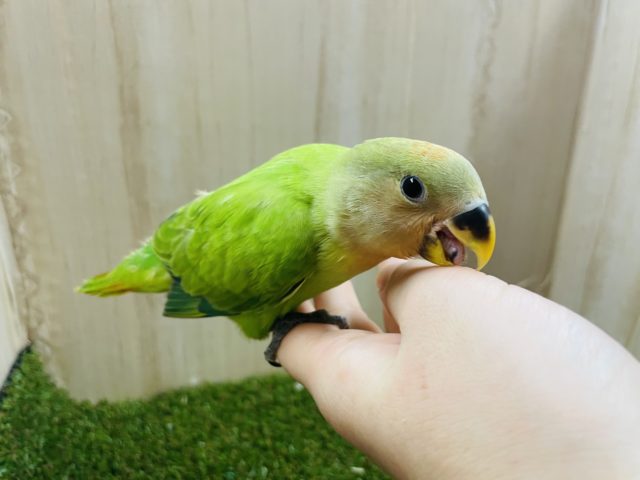 コザクラインコ（小桜インコ）