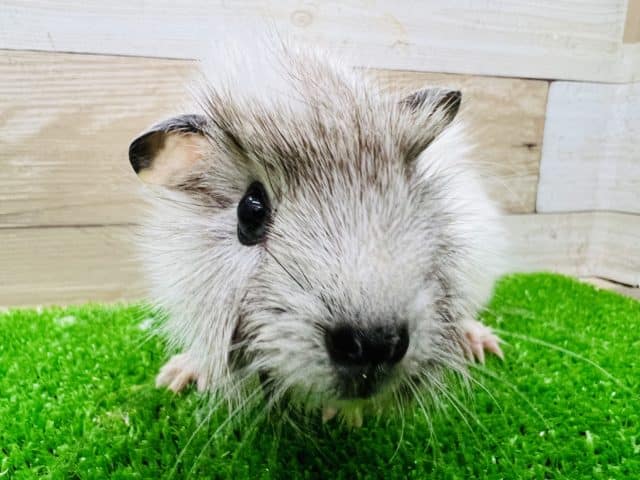 アビシニアンモルモット