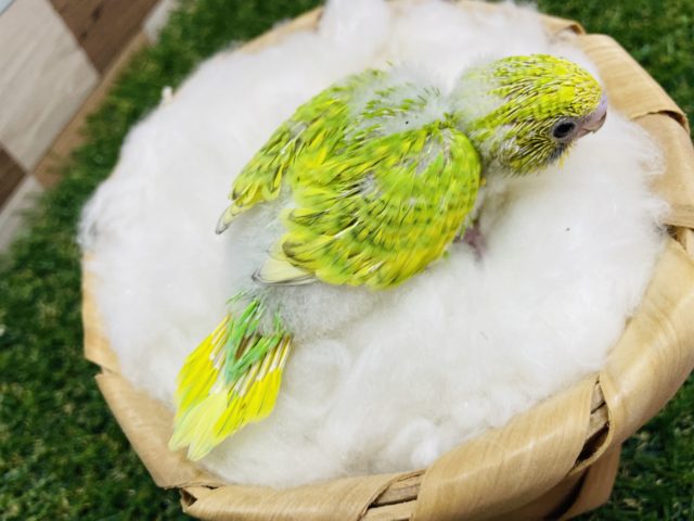 セキセイインコ