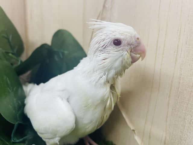 オカメインコ