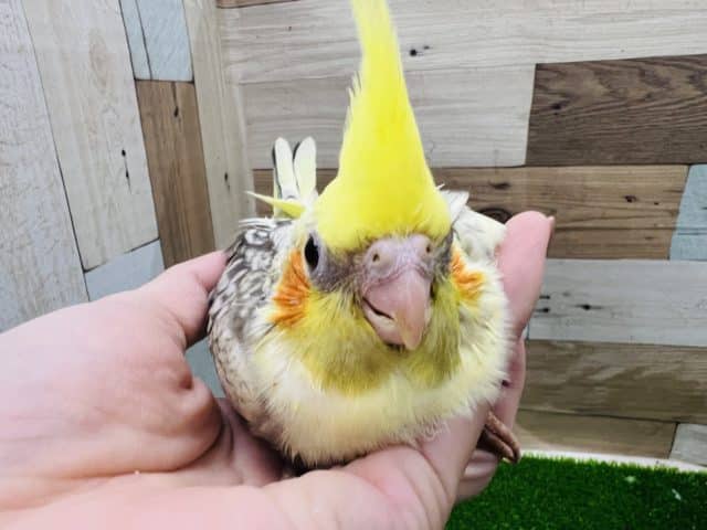 オカメインコ