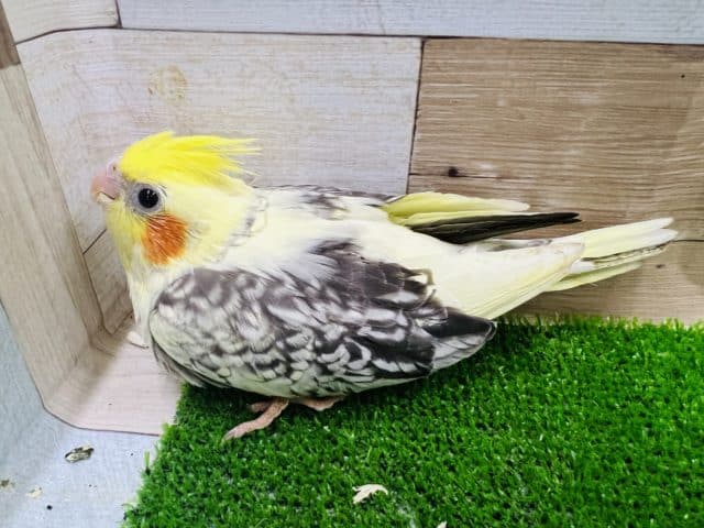 オカメインコ