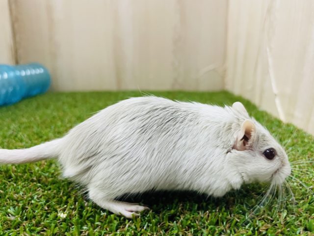 カラージャービル（スナネズミ）