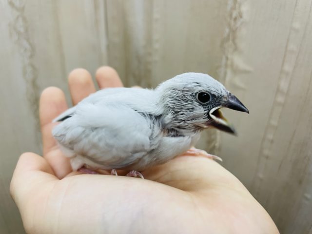 シルバー文鳥